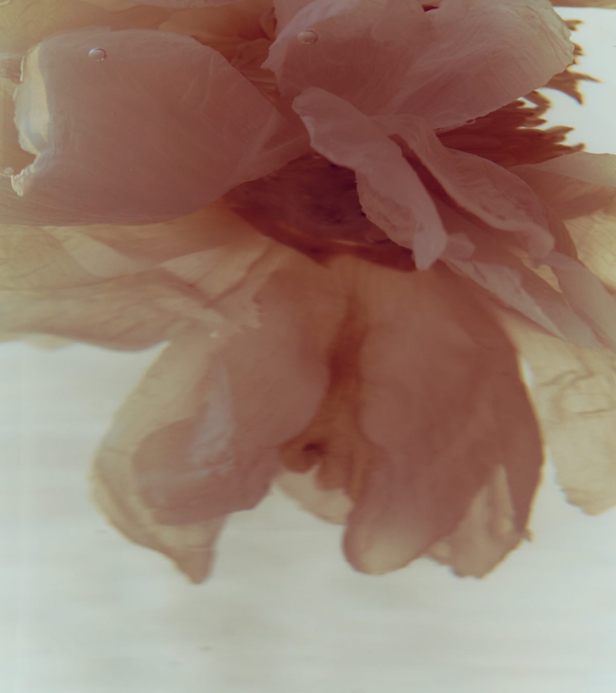 Dream of Peony Cuticle Oil